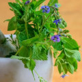 The Benefits of Stevia in Vegan Magnesium Gummies